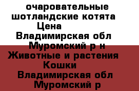 очаровательные шотландские котята › Цена ­ 1 000 - Владимирская обл., Муромский р-н Животные и растения » Кошки   . Владимирская обл.,Муромский р-н